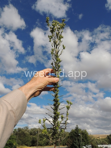 tarweed, cluster